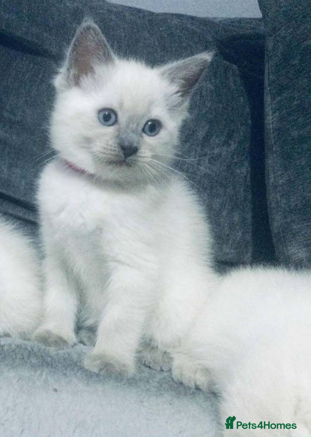 Ragdoll cats for sale: Gorgeous Ragdoll kittens for great homes - Advert 1