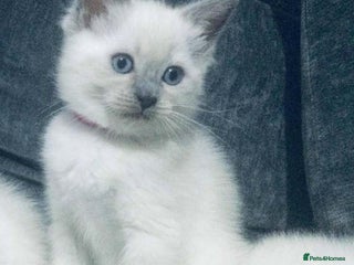 Ragdoll cats Gorgeous Ragdoll kittens for great homes - Advert 1