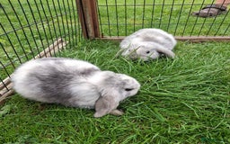 Mini Lop rabbits for sale: Baby Mini Lops ready to leave - Image 7