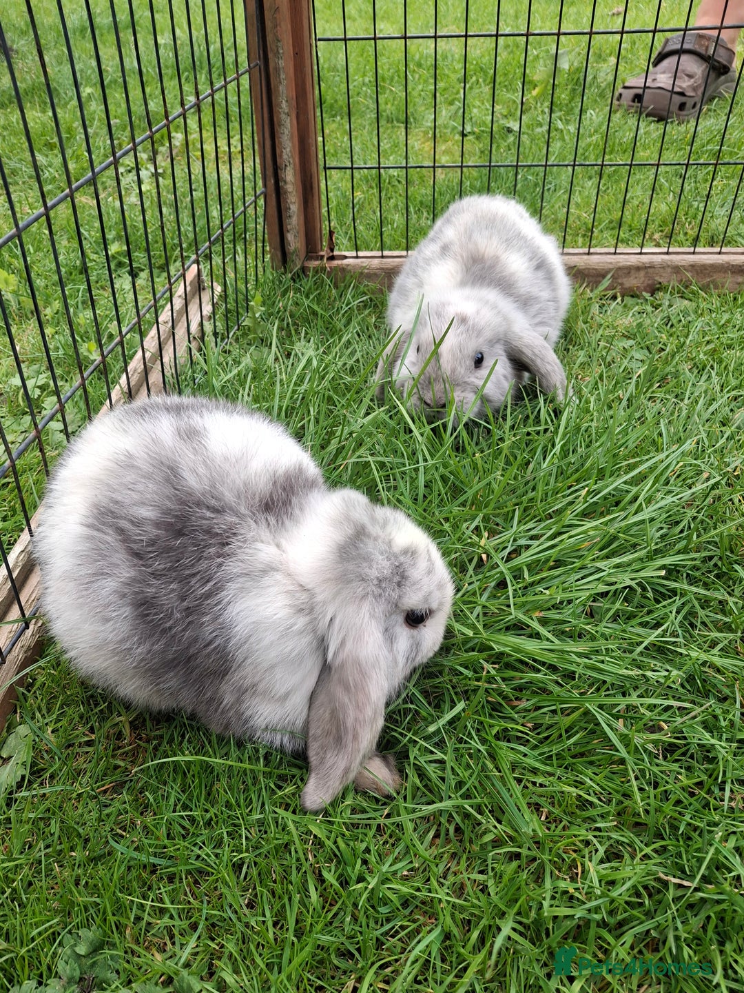 Mini Lop rabbits for sale: Baby Mini Lops ready to leave - Image 7