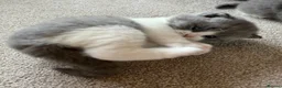 British Shorthair cats for sale: Beautiful BSH Blue & White Male Babies - Advert 8