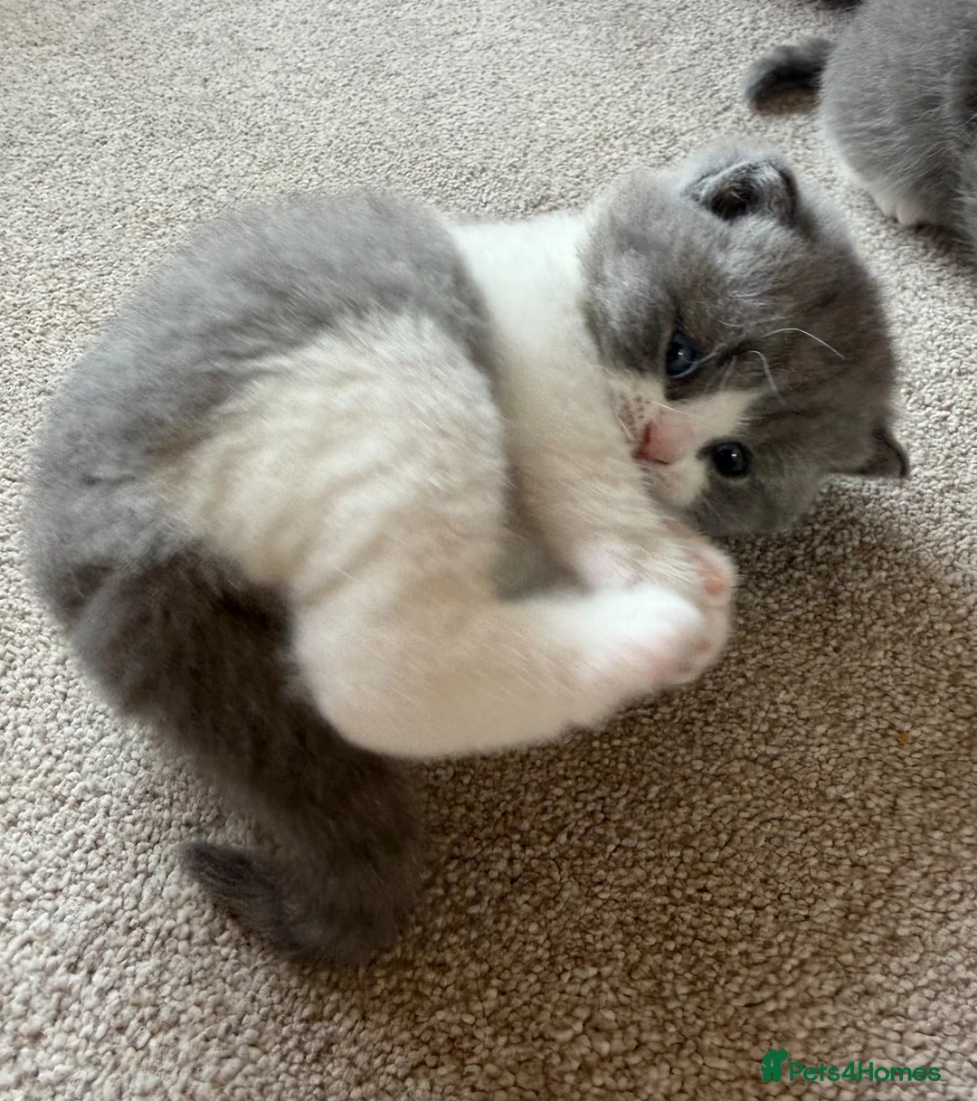 British Shorthair cats for sale: Beautiful BSH Blue & White Male Babies - Advert 8