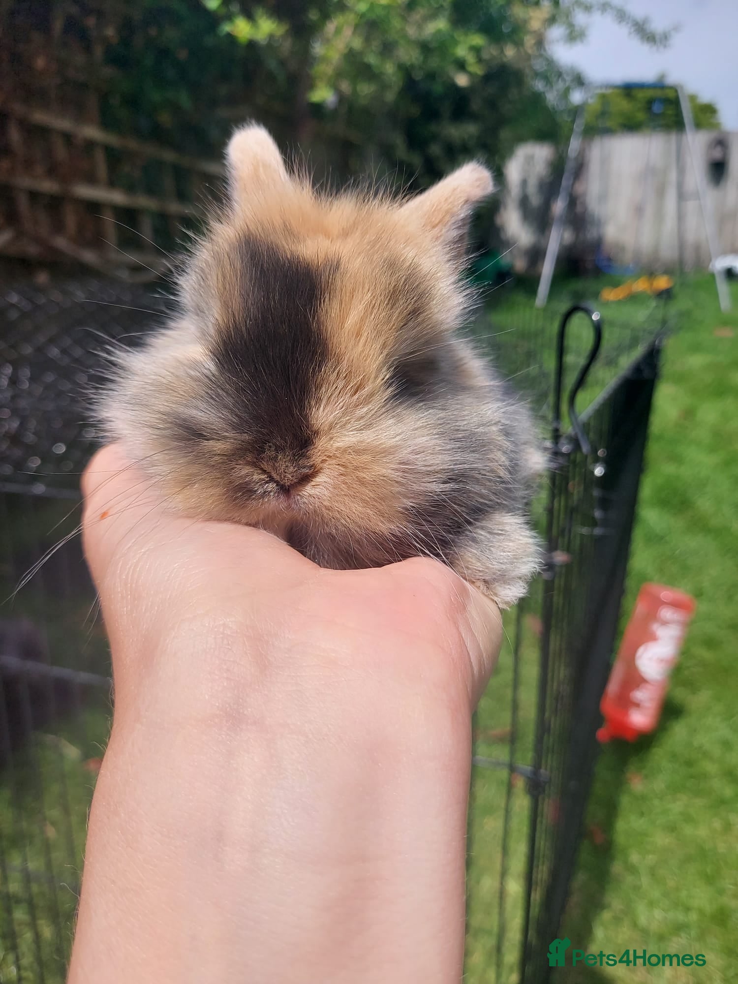 Mini Lop rabbits for sale: 3 x Mini Lion Lops ready to collect 23 June - Advert 7