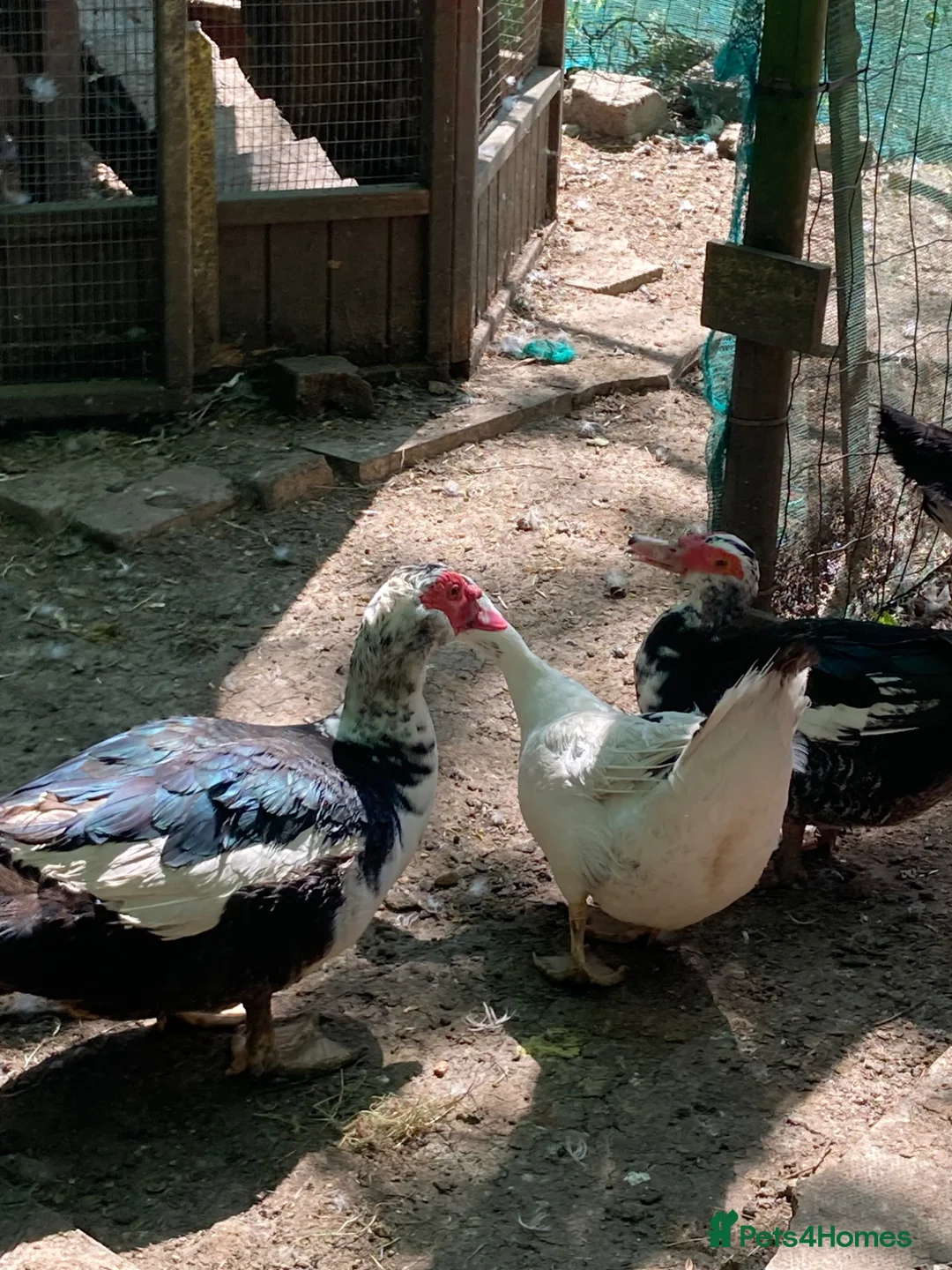 Ducks poultry for sale: Trio of Muscovy Ducks in Letchworth Garden City - Advert 2