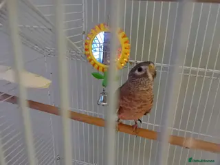 Parakeets birds Beautiful little girl parakeet - Advert 2