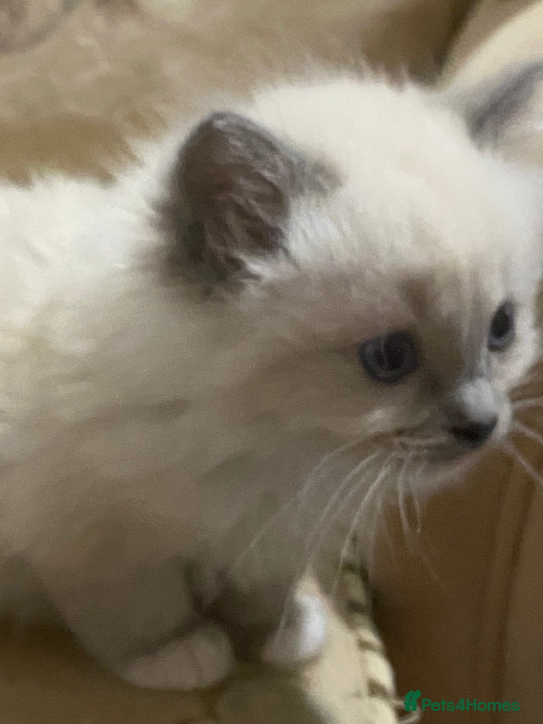 Ragdoll cats for sale: Ragdoll kittens  - Image 1