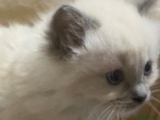 Ragdoll cats - Advert 1