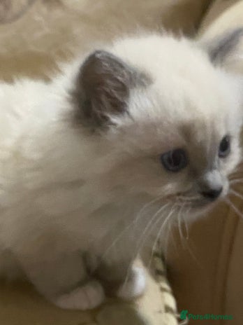 Ragdoll cats - Advert 6