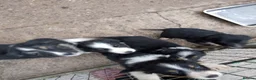 Border Collie dogs for sale: Border Collie Puppies Tri Colour, one boy b and w in Corwen - Advert 1