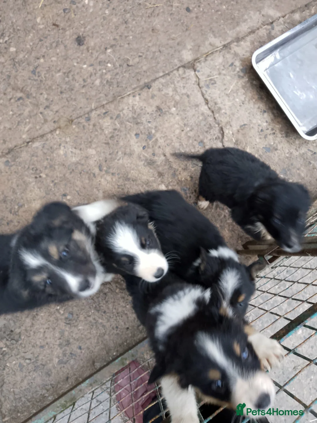 Border Collie dogs for sale: Border Collie Puppies Tri Colour, one boy b and w in Corwen - Advert 1
