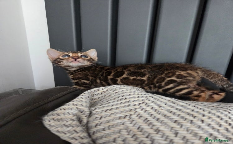 Bengal cats - Advert 8
