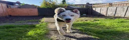Siberian Husky dogs for stud: Siberian Husky for Stud - Advert 3