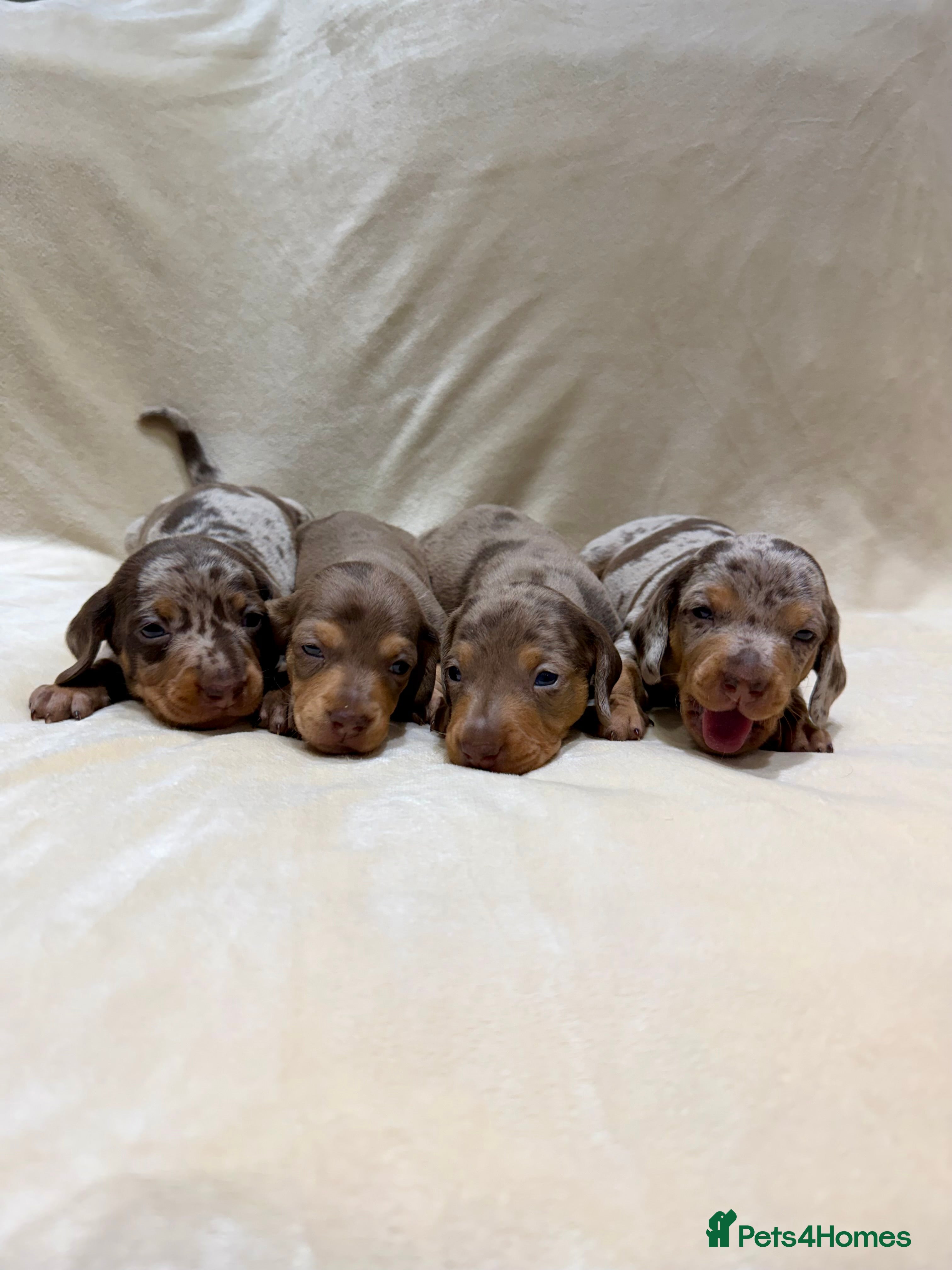 Miniature Dachshund dogs KC Reg Miniature Dachshund outstanding pedigree 🌟 - Advert 4
