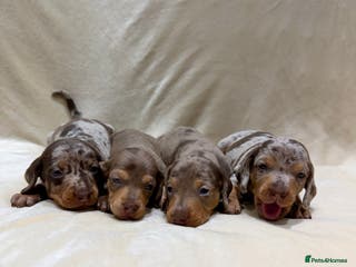 Miniature Dachshund dogs KC Reg Miniature Dachshund outstanding pedigree 🌟 - Advert 4