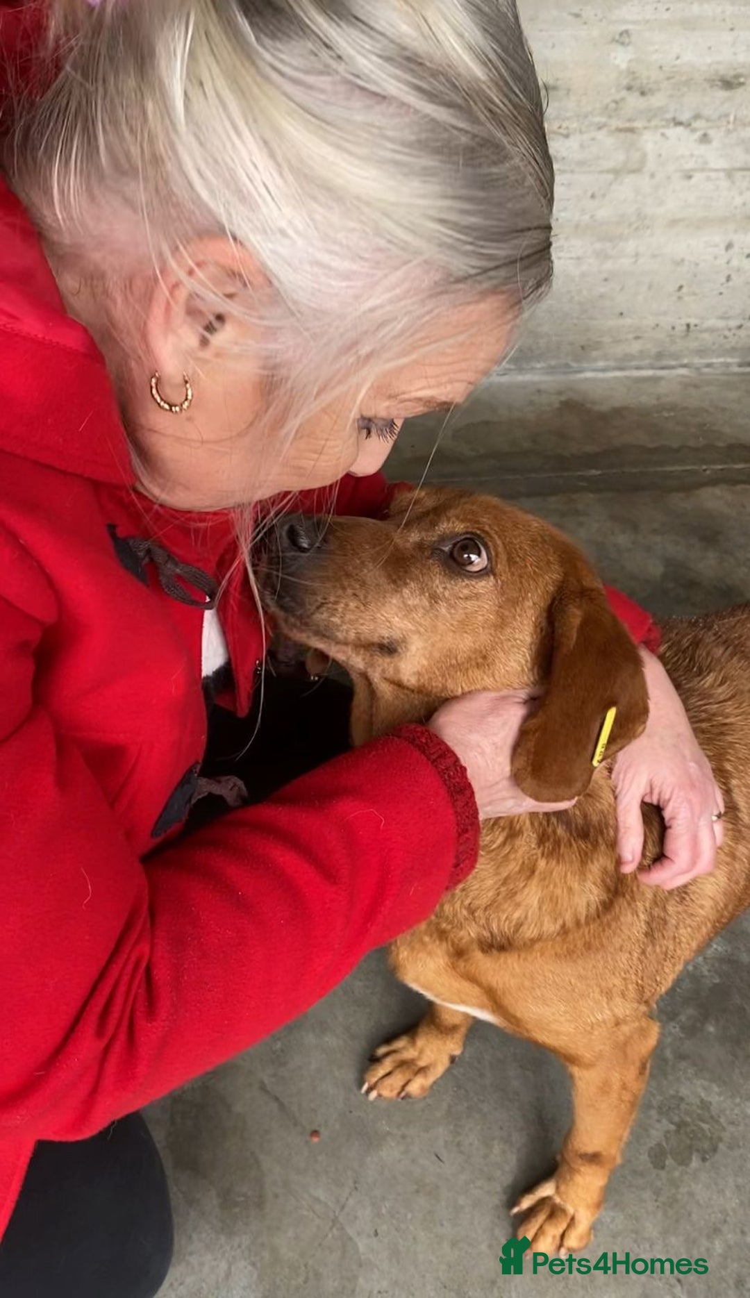 Mixed Breed dogs for adoption: Beanie Boy, 3-4 yrs old. Available for adoption. - Advert 6