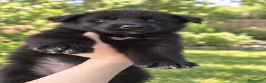 Shepsky 3