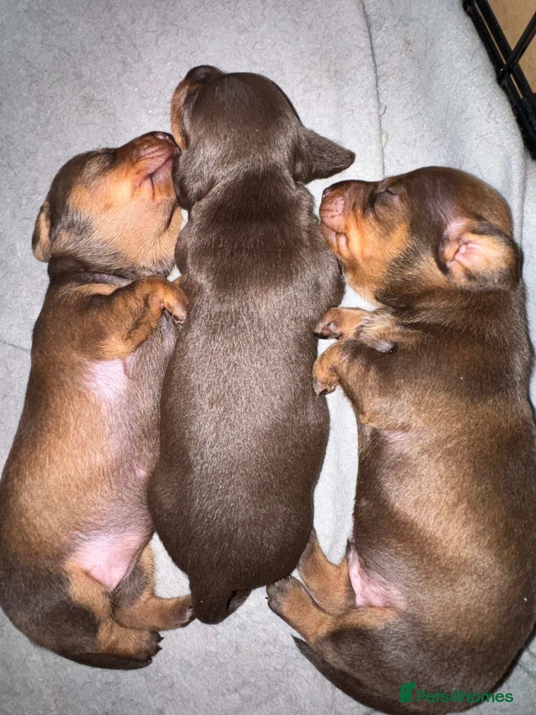 Dachshund dogs for sale: Dachshund puppies  in Salisbury - Advert 2