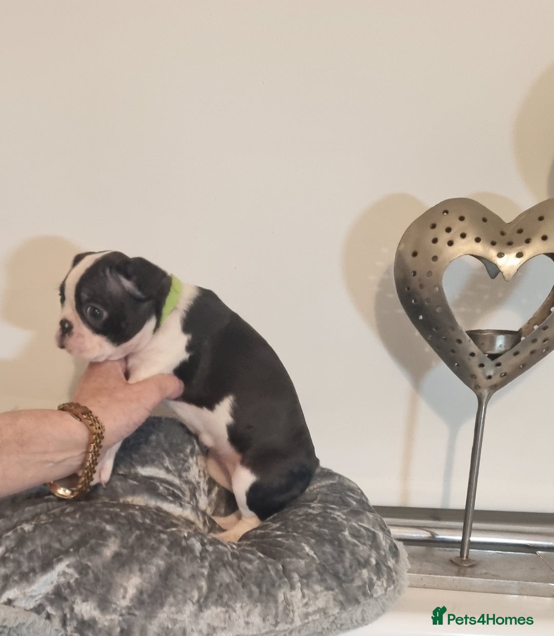 Boston Terrier dogs for sale: Boston Terrier Puppies  - Advert 28