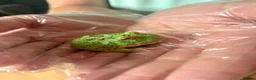 Frog reptiles for sale: Pac-Man Juveniles Available! - Advert 6