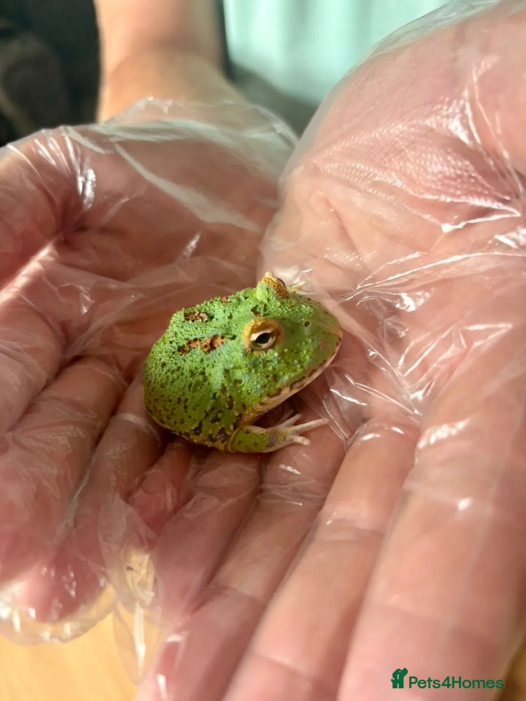 Frog reptiles for sale: Pac-Man Juveniles Available! - Advert 6