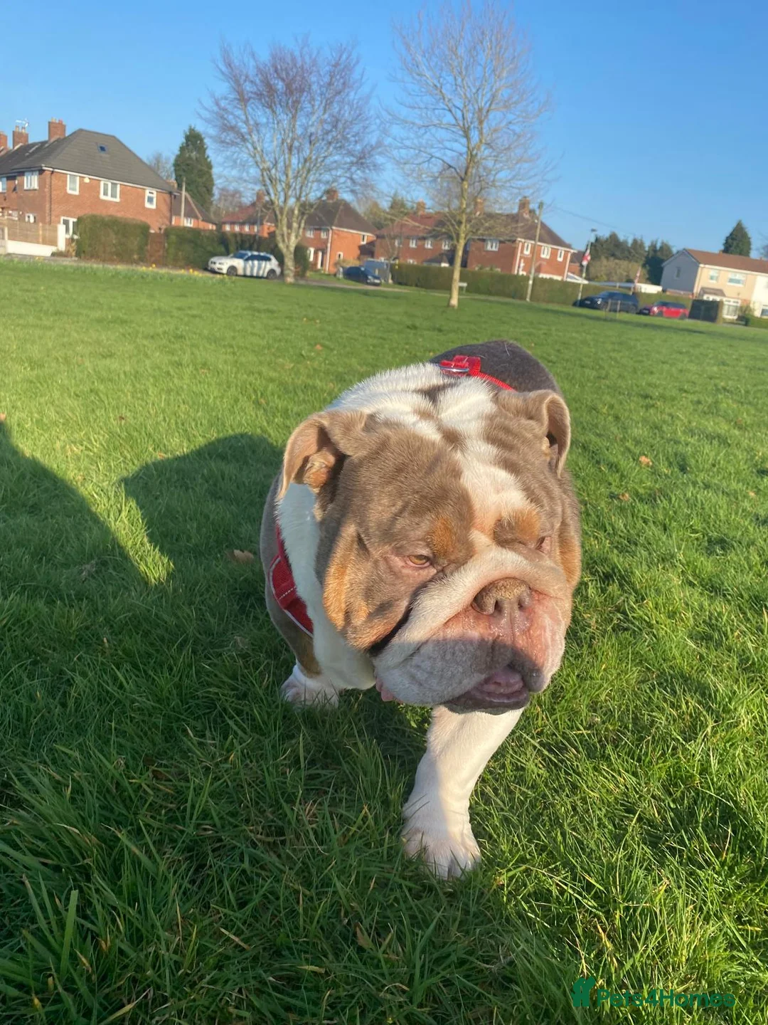 English Bulldog dogs for adoption: My Beautiful English Bulldog Needs a Forever Home  in Sutton Coldfield - Advert 2