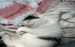 Mixed Breed cats for sale: Lovely kittens  - Image 7