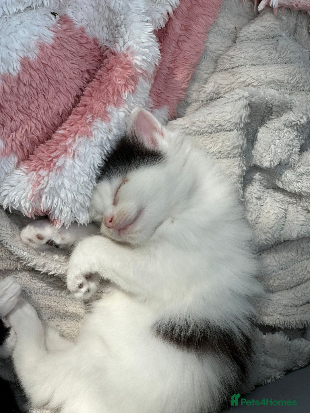 Mixed Breed cats for sale: Lovely kittens  - Image 7