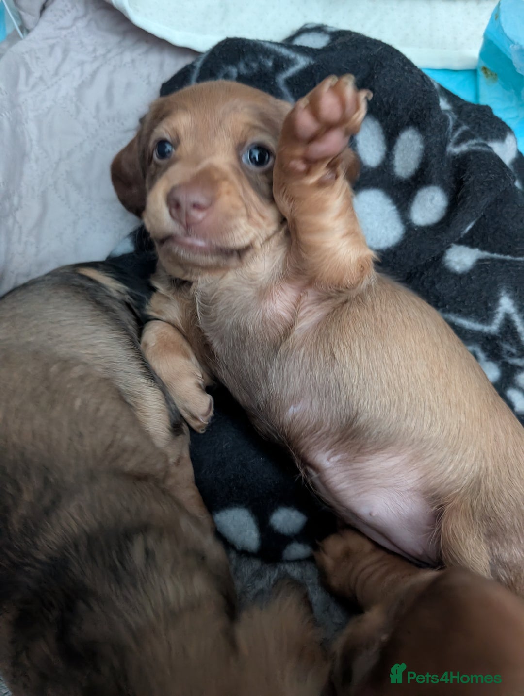 Dachshund dogs for sale: Beautiful Dachshund puppies  - Image 5