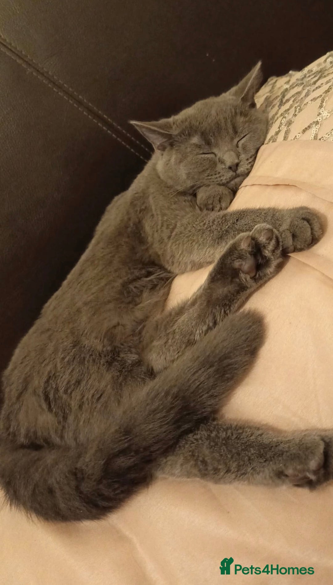 British Shorthair cats for sale: 4 beautiful British Shorthair kittens for sale - Image 16