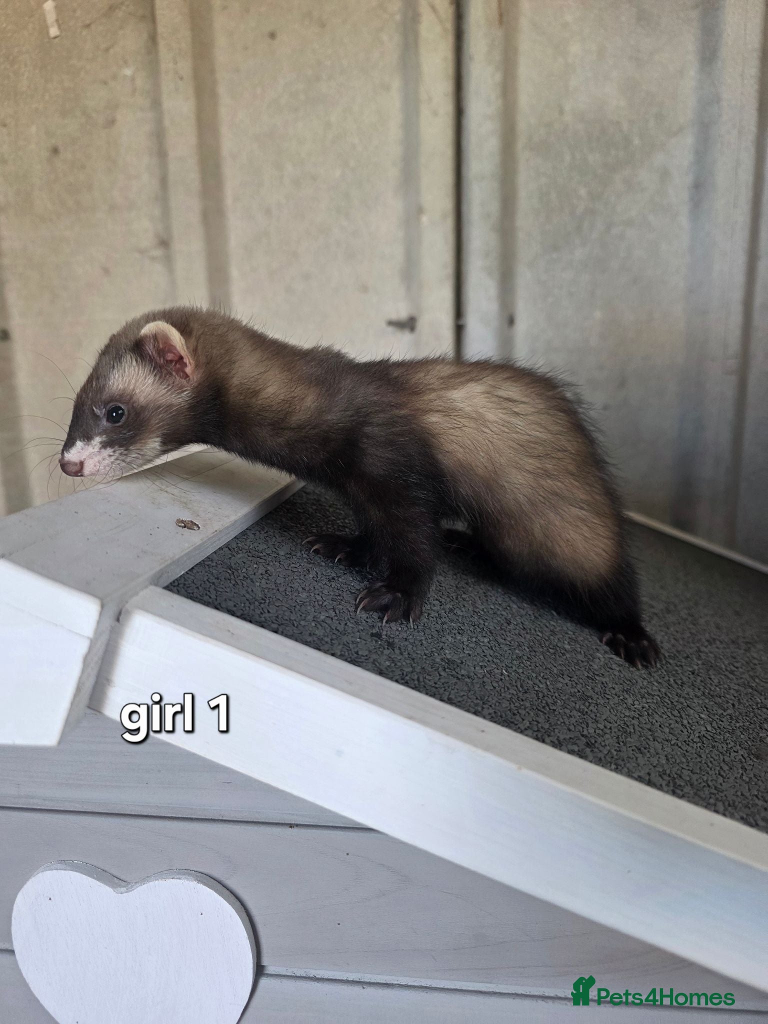 Ferret rodents 7 beautiful kits for sale  - Advert 1