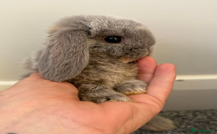 Mini Lop rabbits - Advert 1