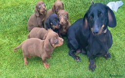 Miniature Dachshund dogs for sale: Miniature daschunds - Image 1