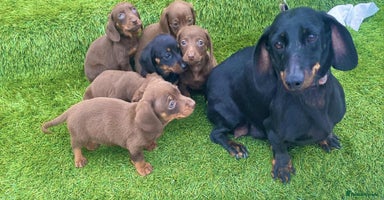 Miniature Dachshund dogs - Advert 5