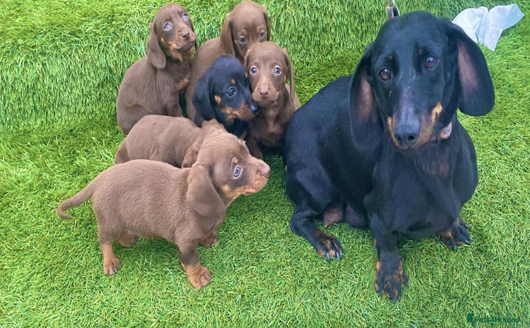 Miniature Dachshund dogs - Advert 14