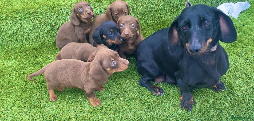 Miniature Dachshund dogs for sale: Miniature daschunds - Image 1