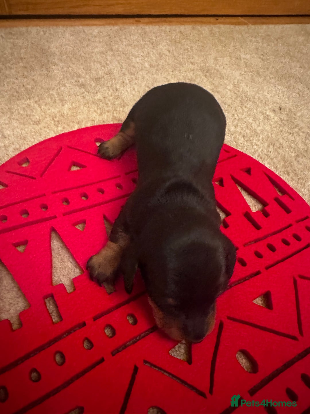 Miniature Dachshund dogs for sale: Miniature Silver Dapple & Black and Tan Dachshunds - Advert 4