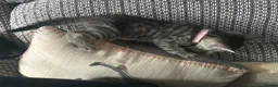 Bengal cats for sale: Mix Bengal kittens for sell in Corby - Advert 9