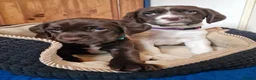 Springador dogs for sale: STUNNING SPRINGADOR PUPPIES in Rhayader - Advert 9