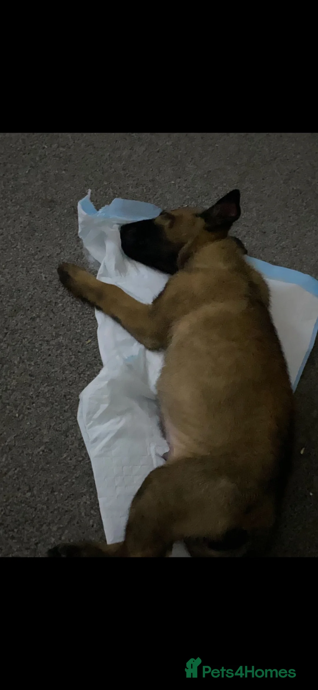 Belgian Shepherd Dog dogs for sale: Gorgeous male Belgian malinois - Advert 8
