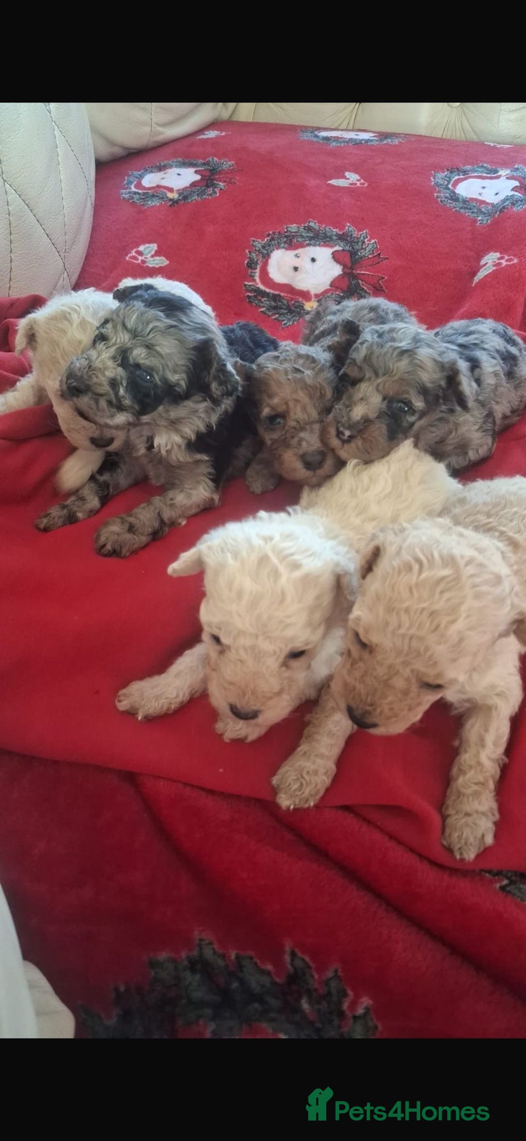 Toy Poodle dogs for sale: Toy poodle  - Advert 4