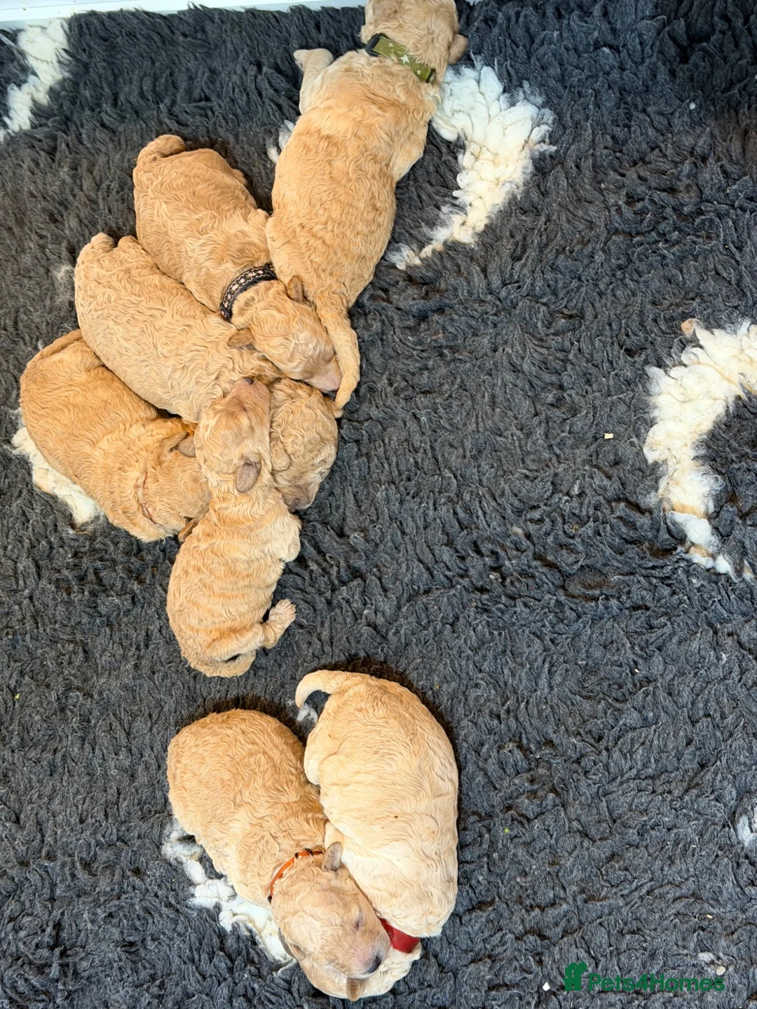 Miniature Poodle dogs for sale: DNA tested KC Miniature Poodles 0% coefficiency  - Advert 7