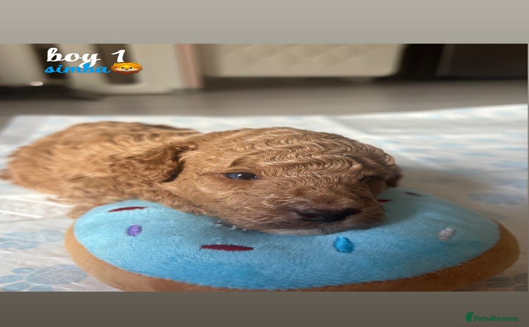 Toy Poodle dogs - Advert 5