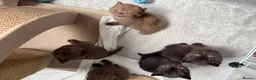 British Shorthair cats for sale: GCCF Registered Chocolate BSH kittens  - Advert 3