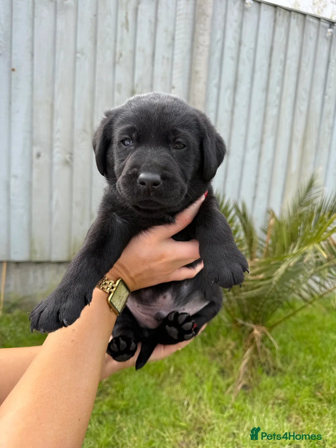 Labrador Retriever dogs for sale: Black Labrador puppies  - Advert 2