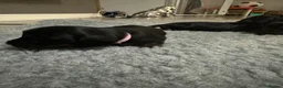 Miniature Dachshund dogs for sale: Longhaired miniature dachshund  - Advert 5