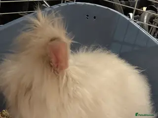 Mixed Breed rabbits Little fluffy Teddydwarf looking for a new home - Advert 1