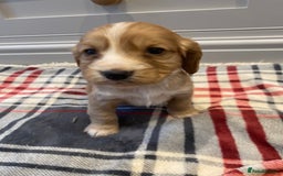Cocker Spaniel dogs for sale: Cocker Spaniel puppies - Image 9
