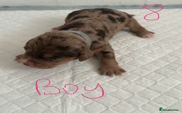 Cocker Spaniel dogs for sale: Cocker spaniel puppies  in Kidderminster - Image 17