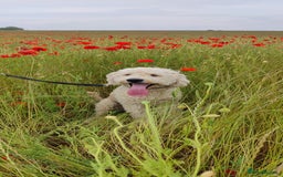 Labradoodle dogs for stud: Beautiful labradoodle for stud - Image 2
