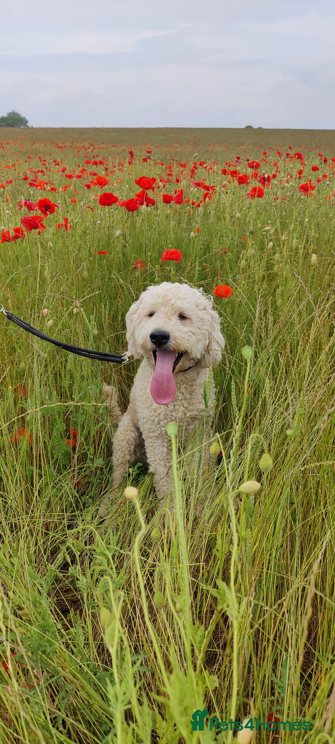 Labradoodle dogs for stud: Beautiful labradoodle for stud - Advert 2